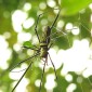 Spider in Laos
